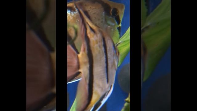 Pterophyllum scalare Rio Nanay F2 spawning смотреть онлайн