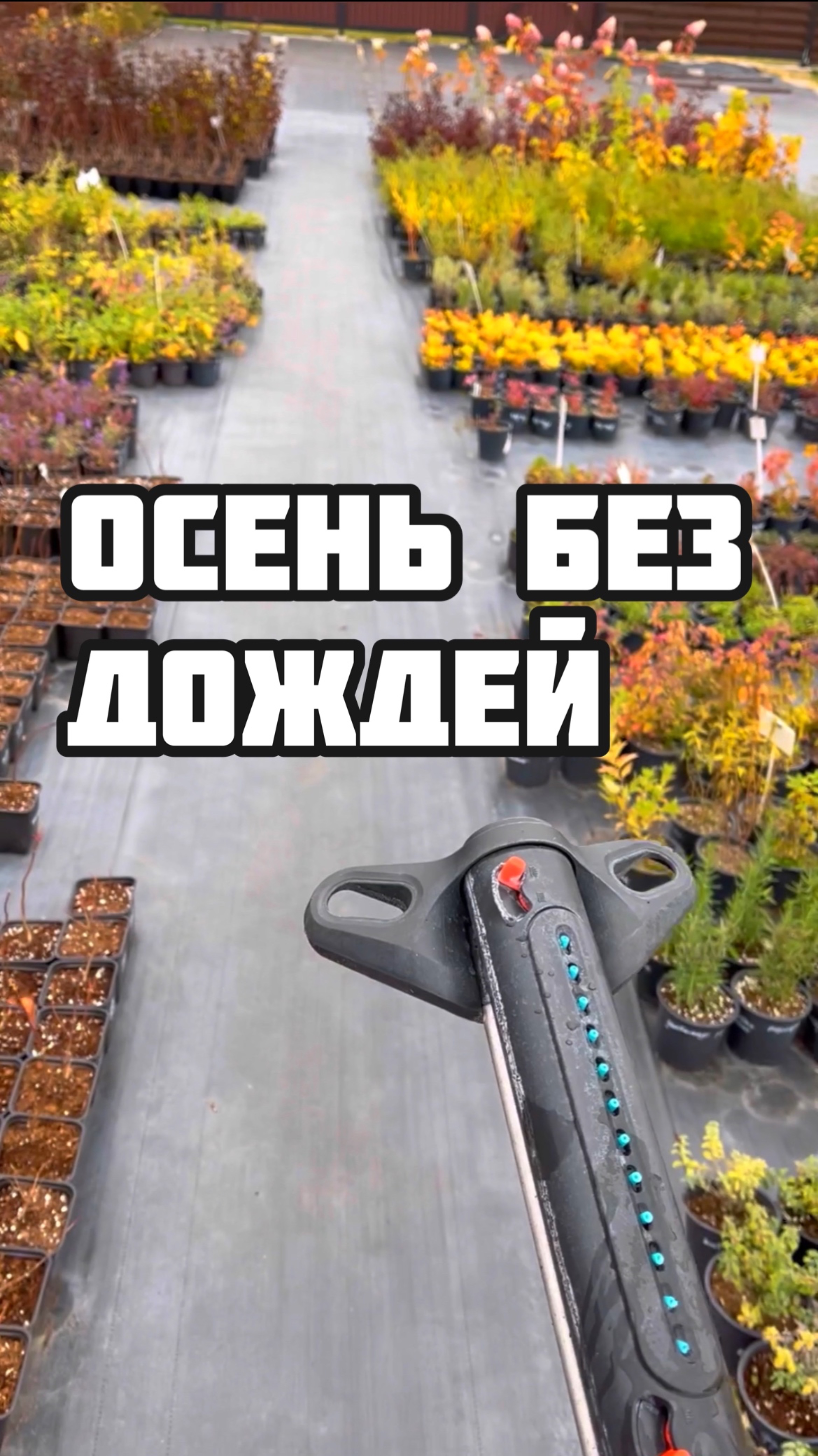 Осень без дождей