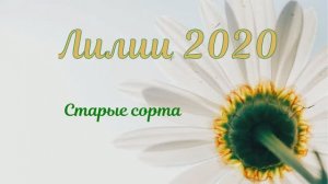 Лилии сорта 2020 (пересорты от Поиска)