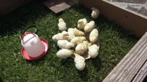 Цыплят кормим в брудере