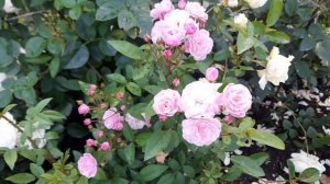Роза Heavenly Pink (мускусный гибрид, Lens Бельгия, 1997). 16.07.2022