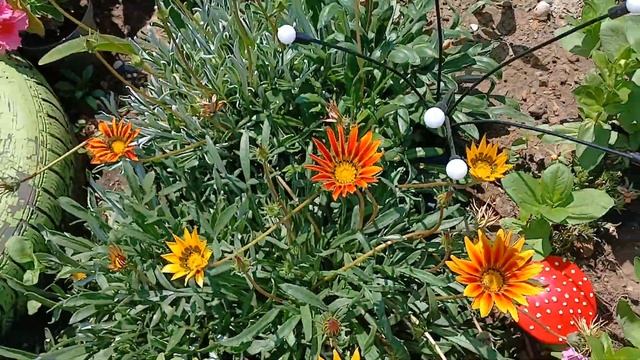 Что цветёт в саду в июле? / #сад #цветы смотреть онлайн