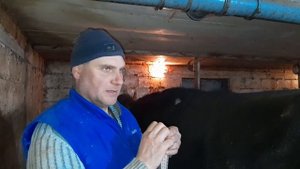 Вес ДВУХ годовалого ГОЛШТИНСКОГО быка.   ИТОГ.