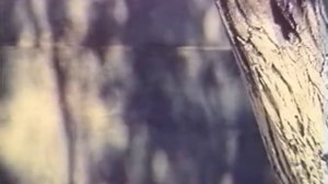 Приключения маленького папы (фильм 1979)