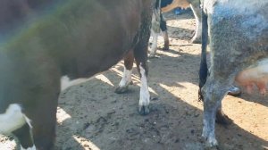 МОЛ БОЗОРИ ХОЧИ ШАРИФ ГОВИ ГУСОЛАДОР ҒУНОҶИН БУҒУЗ БУҚА БАРОИ БОНИ  декабря 2021 г.