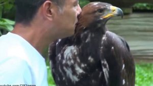 Ручной беркут золотой орел   Golden Eagle