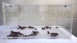 Убийца Тараканов