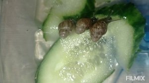 улитки любят свежие овощи