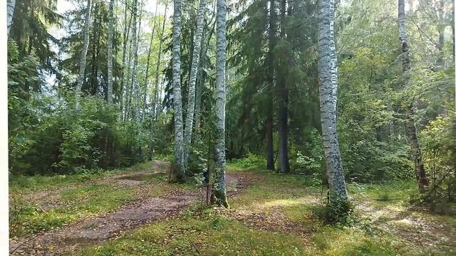 Эх , соляночка  #youtube #рецепт #солянка  #заготовкиназиму #тушёная капуста #еда #грибы