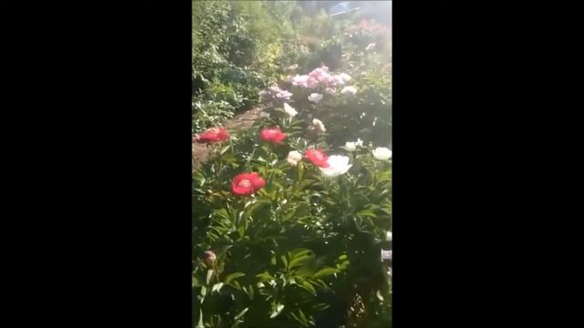 Прямой эфир из Сада Дракона 15 июня2018 смотреть онлайн