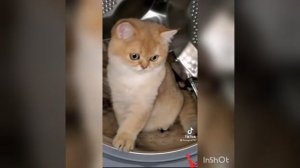 так Хлопок,Синтетика,Шерсть.🤣😂😁🤣😂😁😍☺️