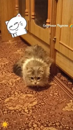 Хозяин,что за кошка в доме ? Живу с юмором 😉