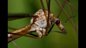 Жутко неприятное существо   комар