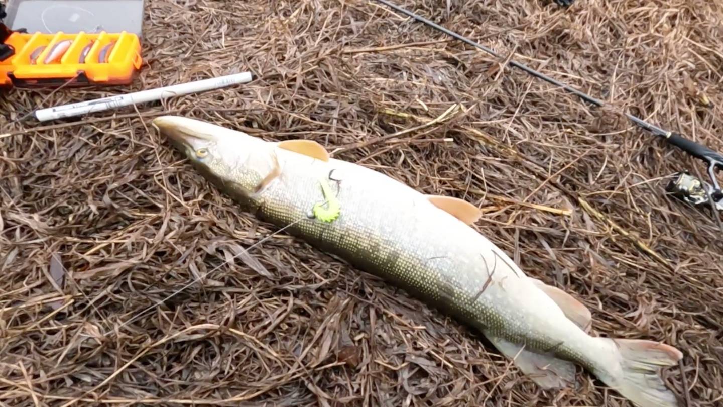 Рыбалка на СПИННИНГ в ФЕВРАЛЕ! Подъём воды на МАЛЫХ РЕКАХ! Чуть не пролетели! смотреть онлайн