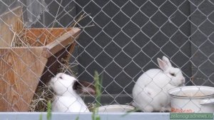 Вольерный комплекс «Дом лани»