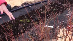 Обрезка голубики