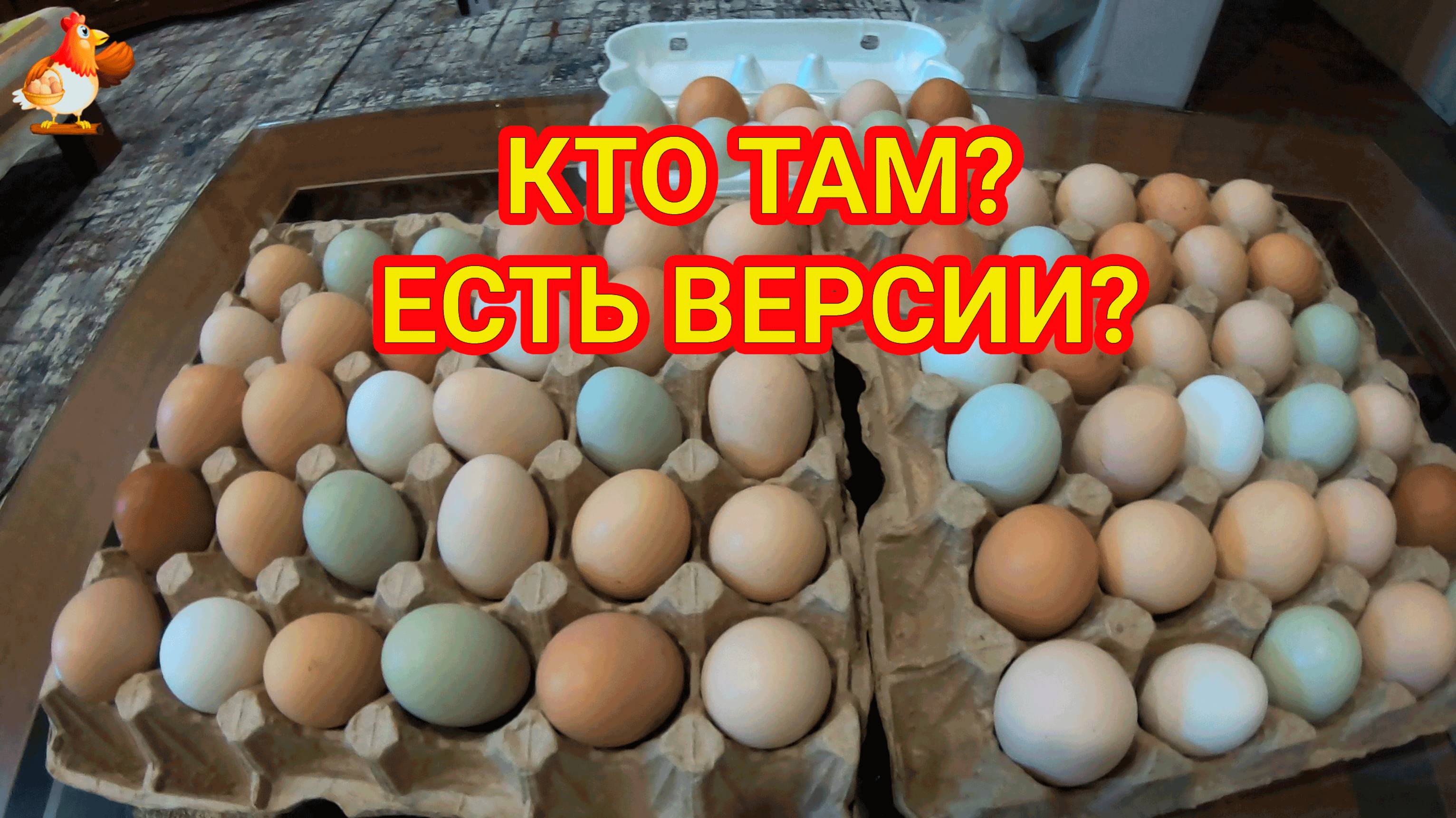 Инкубация цветных яиц 🤗 Кто там и какие шансы ❓ Угадай породу и успех 😂