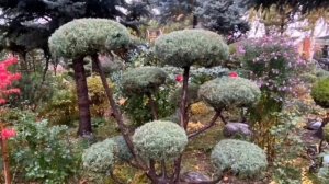 Волшебный осенний сад Людмилы Александровны! 44 фото изящной красоты! Часть 2