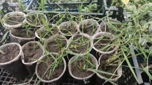 Самое неприхотливое растение- компаньон Агростис Green Twist или ампельный бамбук. Размножение