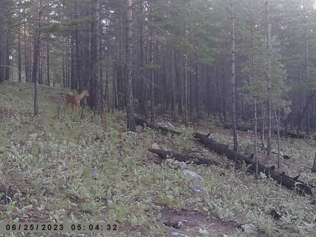 МОЛОДОЙ ГУРАНЧИК смотреть онлайн