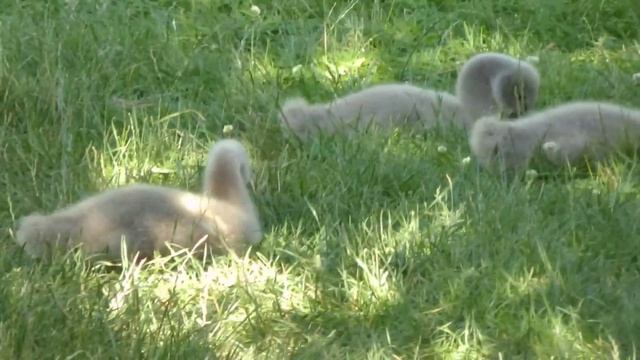 ПТАШЕНЯТА ЧОРНИХ ЛЕБЕДІВ