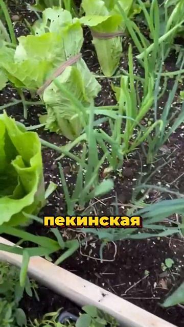 Пекинская капуста пошла в цвет