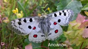 топ 10 самых красивых бабочек #бабочки #природа