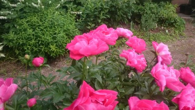 Paeonia Paula Fay смотреть онлайн