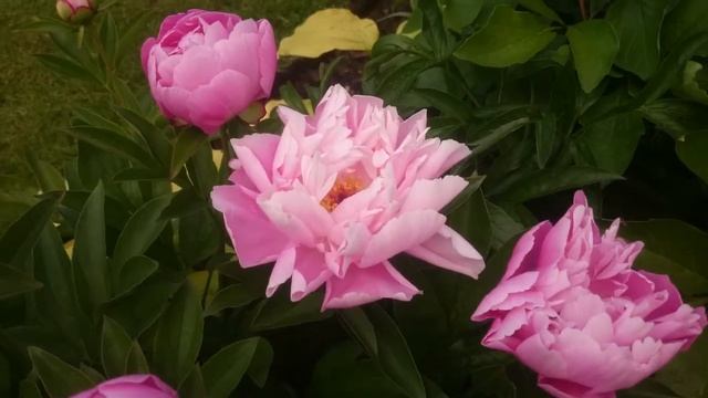 Paeonia Pink Delight смотреть онлайн