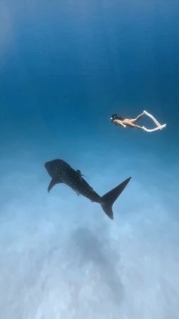 Have you ever dived with a whale shark?