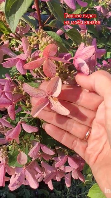 Сорта гортензий, которые на горят - Star Rose/Стар Роуз.