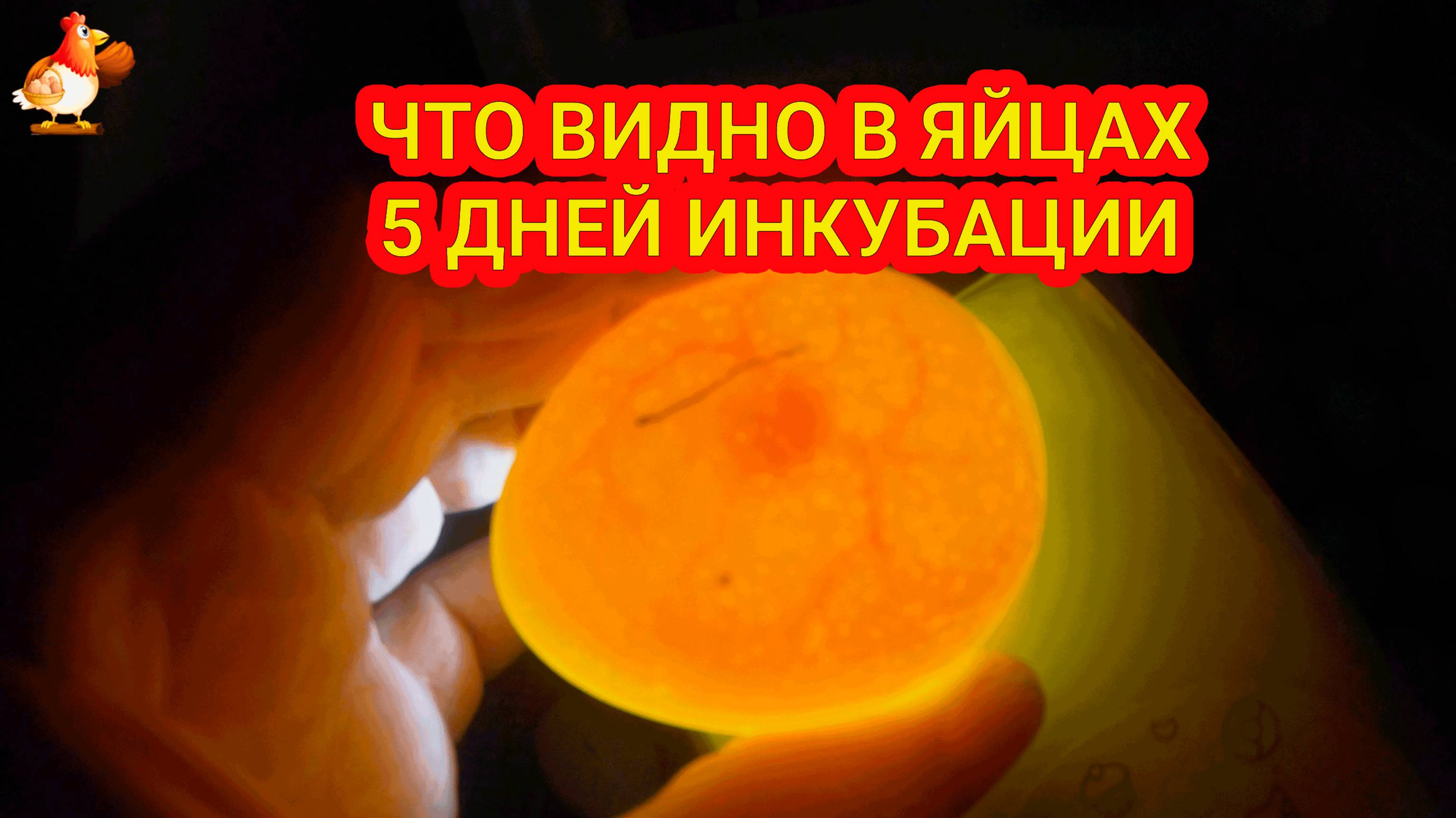 Просвечивание яиц 🥚🔦 Что видно в яйце через 5 дней инкубации ❓Эмбрион-паучок овоскопируется ❗