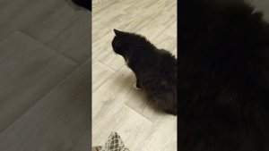Друзья помогите пожалуйста собрать на корм или кормам ! 🙏