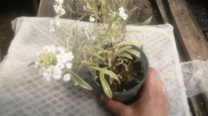 Алиссум ампельный вариегатный. Ещё одна покупка на местном цветочной рынке!