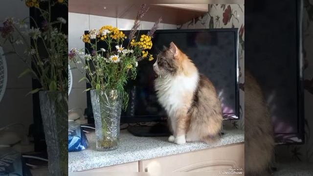 ВСЕМ ПРИВЕТ: SHERY 💋МУР - С ДНЁМ КОШЕК