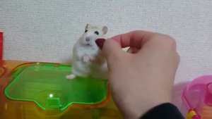 хомяк обиделся