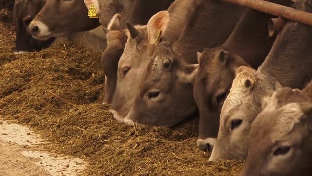 2024 04 27 Ветеринарный врач Александр Ёлкин смотреть онлайн