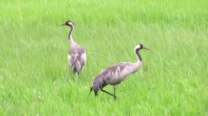 Журавли с журавлятами