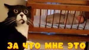 😺 Это чё за фигня! 🐈 Видео смешных котов и котят для хорошего настроения! 😻