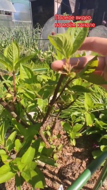 Как пережили гортензии майские заморозки 2024.