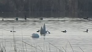 Лебединое озеро 0