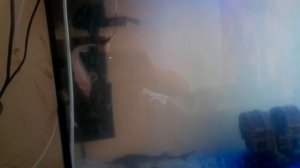 мой аквариум с стерлядкой