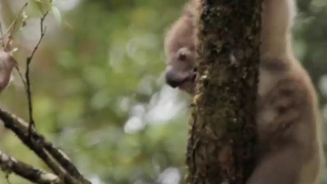 Wild koala baby learns to climb