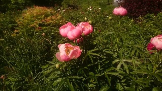 Paeonia Abalone Pearl смотреть онлайн