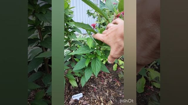 Bonfire зацветает. Сравниваю соцветия Bonfire и Самарской Лидии. Видео от 19.07.2023 года.