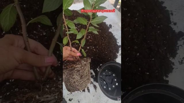 Пересадка гортензий Металлика из С3.