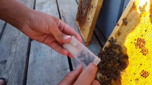 Замена маток осенью. 19.09.2023