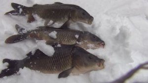 КАРП активен! ЗАМЕТАЕТ ЗИМА, ЗАМЕТАЕТ