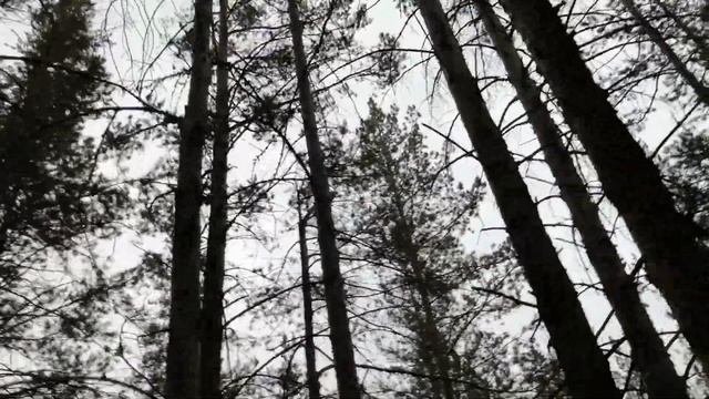 Сибирская Белка