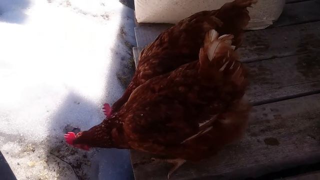 Куры едят снег ❄ смотреть онлайн